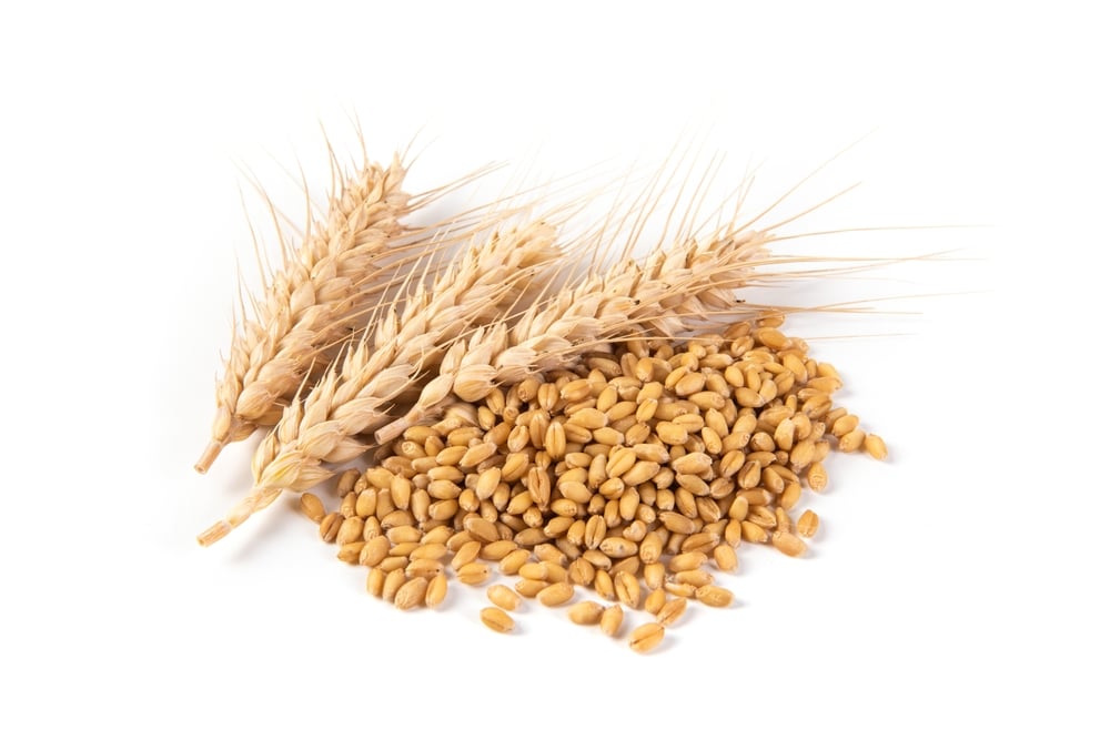 wheat seeds