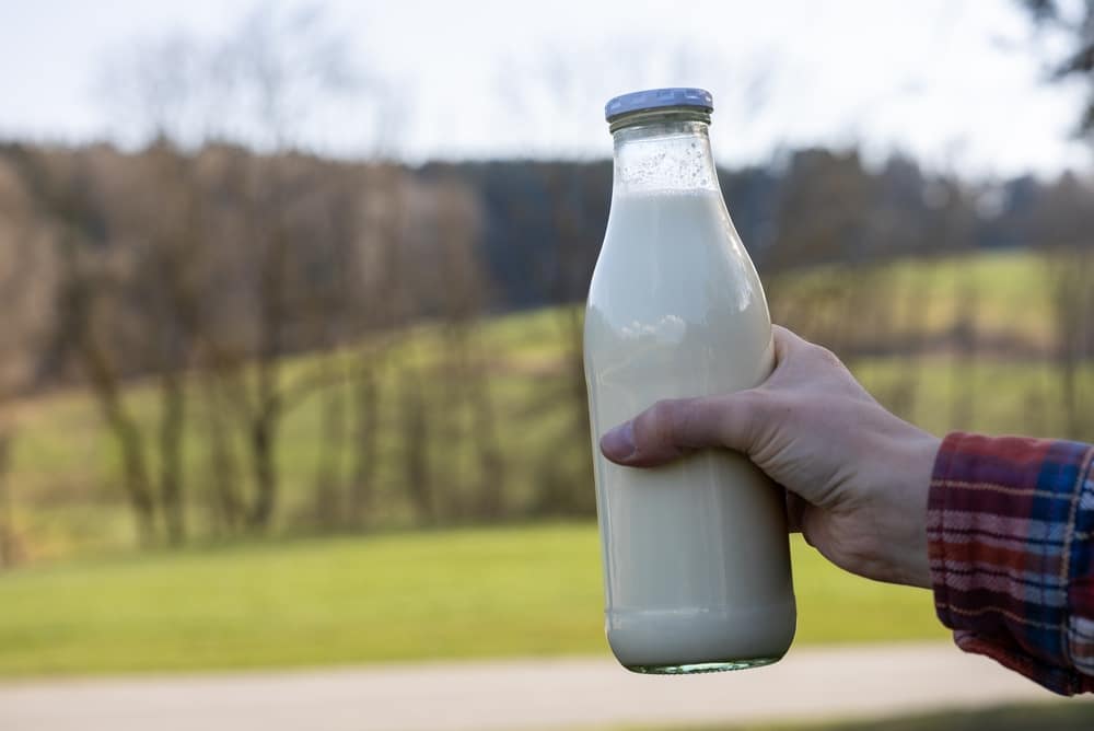 cow’s milk